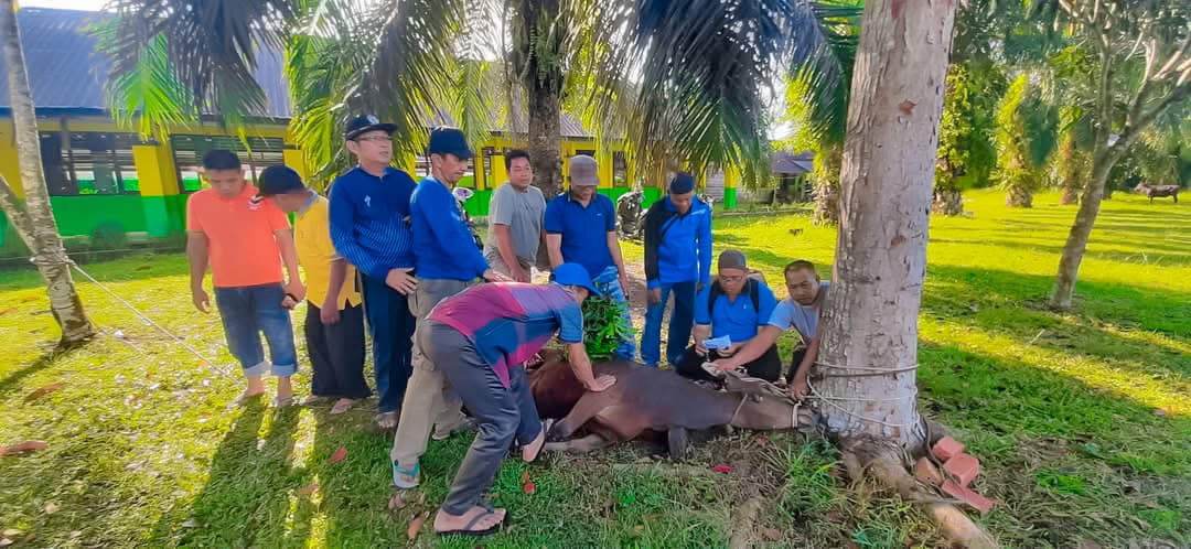 SEMANGAT BERBAGI: MTSN 2 TEBO LAKSANAKAN IBADAH QURBAN DI HARI RAYA IDUL ADHA