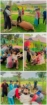 MTsN 2 TEBO LAKUKAN PENYEMBELIHAN HEWAN QURBAN 1445 H